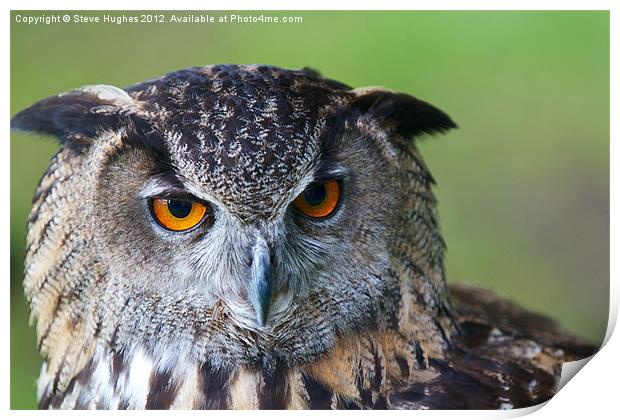 Eagle Owl Print by Steve Hughes
