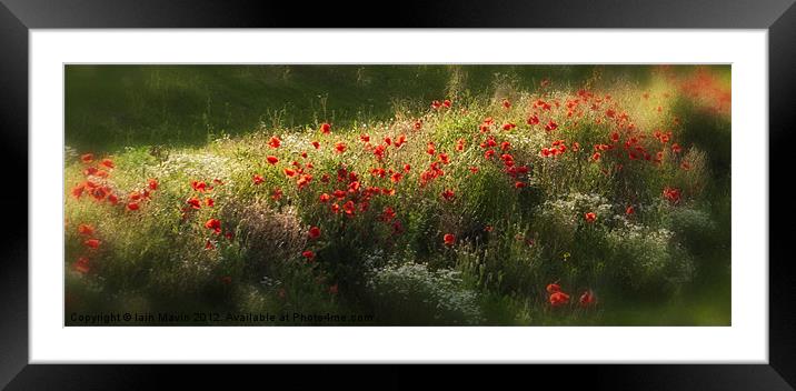 Poppies Framed Mounted Print by Iain Mavin
