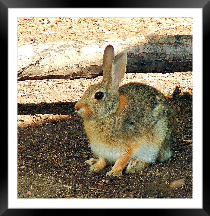 Rabbit Framed Mounted Print by Barbara Schafer