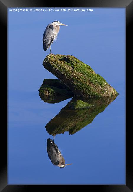 Great Blue Reflection Framed Print by Mike Dawson
