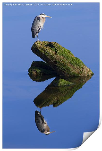 Great Blue Reflection Print by Mike Dawson