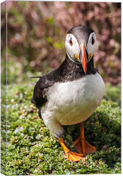 Face to face with a Puffin Canvas Print by Stephen Mole