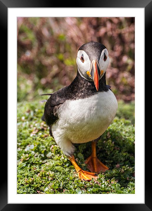 Face to face with a Puffin Framed Mounted Print by Stephen Mole