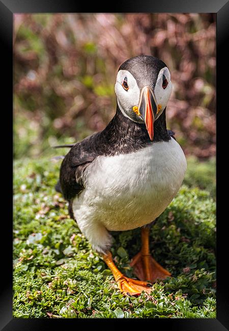 Face to face with a Puffin Framed Print by Stephen Mole