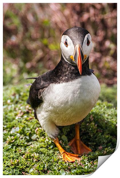 Face to face with a Puffin Print by Stephen Mole