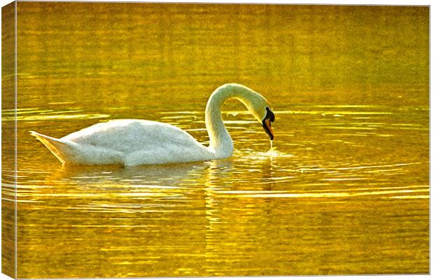 On golden pond. Canvas Print by paul cowles