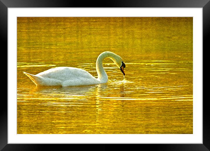 On golden pond. Framed Mounted Print by paul cowles