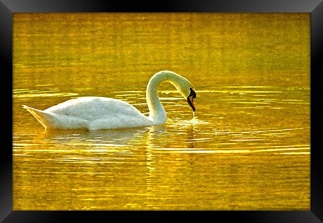 On golden pond. Framed Print by paul cowles