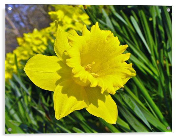 Daffodil Acrylic by Andrew Rickinson