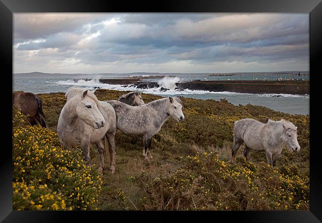 Rough weather Framed Print by Gail Johnson