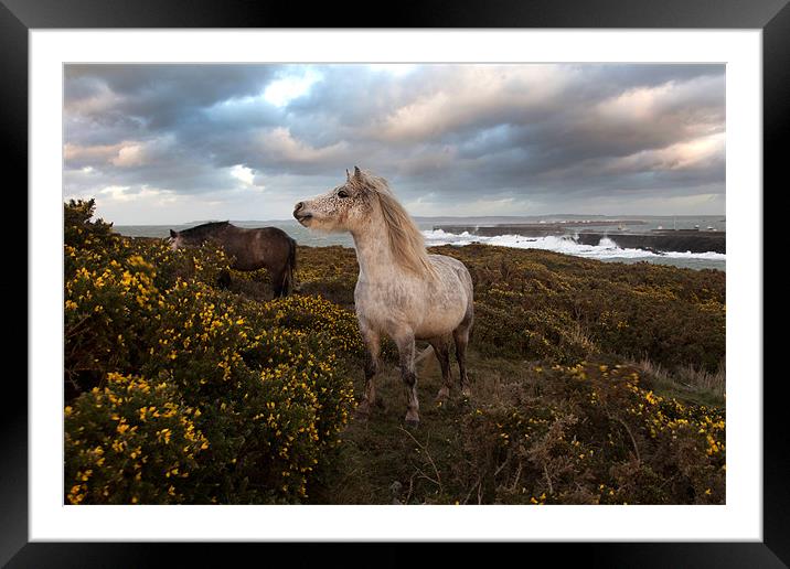 Wild Welsh Ponies Framed Mounted Print by Gail Johnson