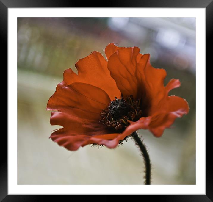 Poppy Plant Framed Mounted Print by Buster Brown