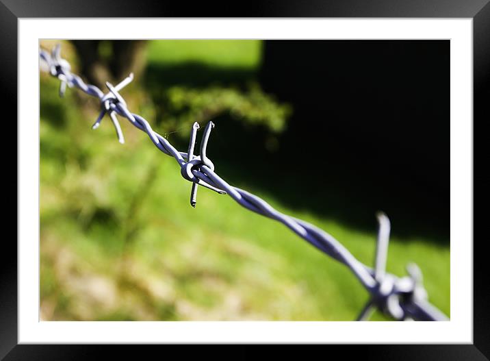 Barbed Wire Framed Mounted Print by Buster Brown