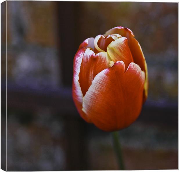 Tulip from Amsterdam Canvas Print by Buster Brown