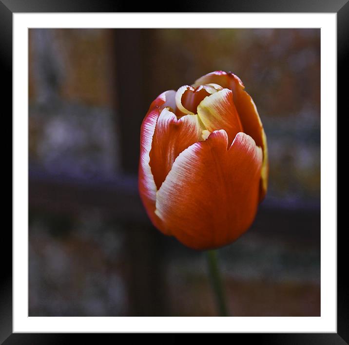 Tulip from Amsterdam Framed Mounted Print by Buster Brown