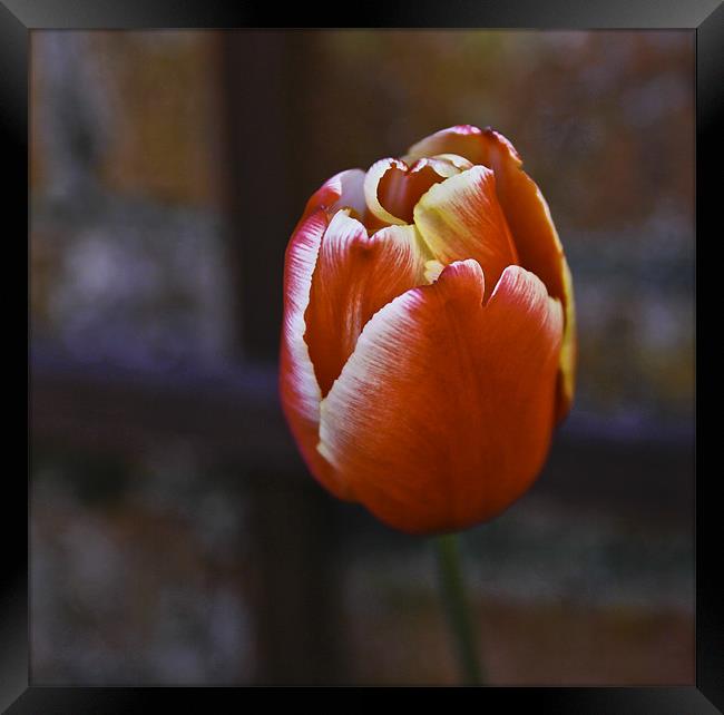 Tulip from Amsterdam Framed Print by Buster Brown