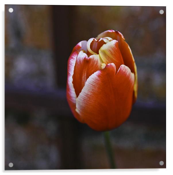 Tulip from Amsterdam Acrylic by Buster Brown