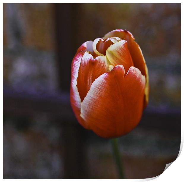 Tulip from Amsterdam Print by Buster Brown