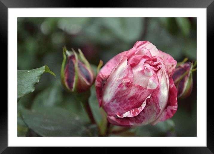 Roses aren't always red Framed Mounted Print by Stefan Freddie Meyer