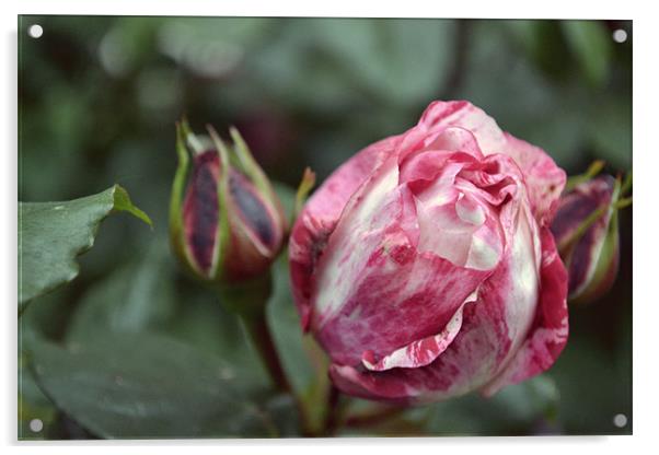 Roses aren't always red Acrylic by Stefan Freddie Meyer