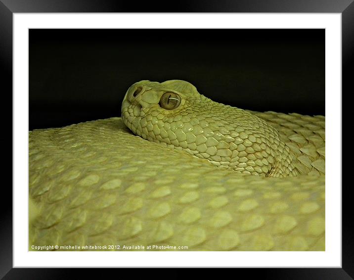 Snake 1 Framed Mounted Print by michelle whitebrook