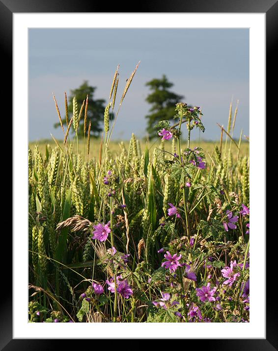 Field Of Grain Framed Mounted Print by Noreen Linale