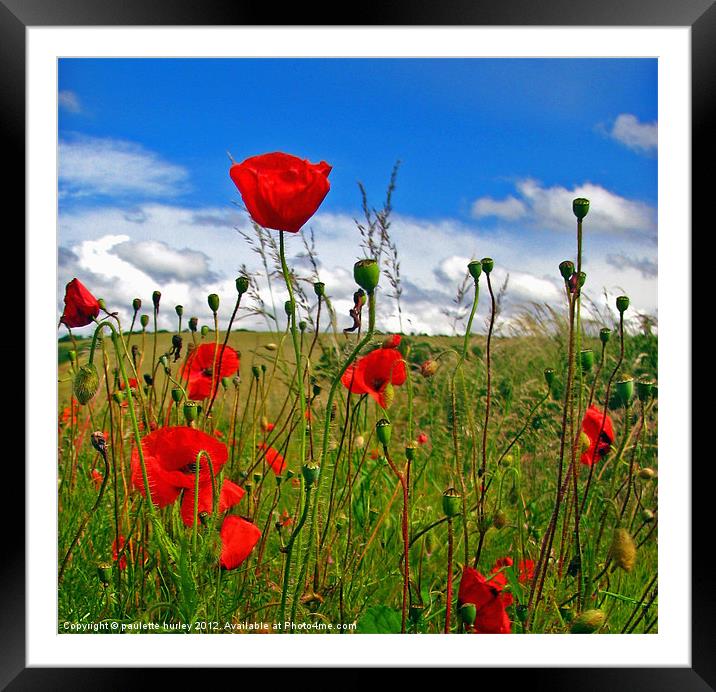 Poppies in Pembrokeshire. Framed Mounted Print by paulette hurley