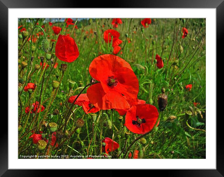Poppies in a Breeze. Pembrokeshire. Framed Mounted Print by paulette hurley
