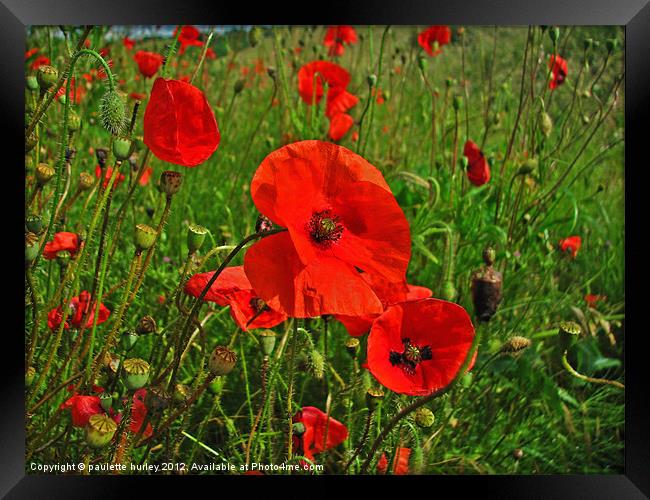 Poppies in a Breeze. Pembrokeshire. Framed Print by paulette hurley