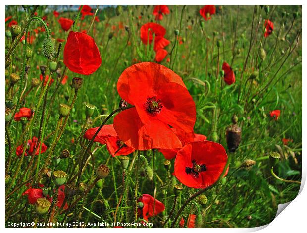 Poppies in a Breeze. Pembrokeshire. Print by paulette hurley