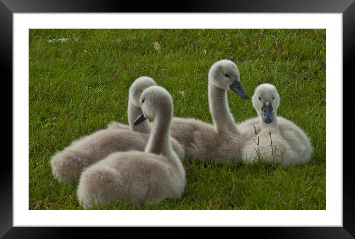 'We're Not Such Ugly Ducklings' Framed Mounted Print by John Ellis