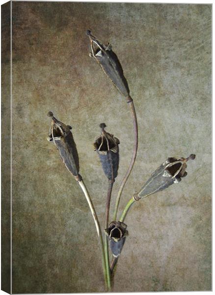 Poppy Seed Cases Canvas Print by Debra Kelday