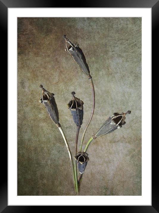Poppy Seed Cases Framed Mounted Print by Debra Kelday