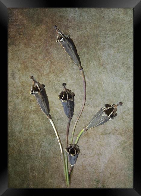 Poppy Seed Cases Framed Print by Debra Kelday