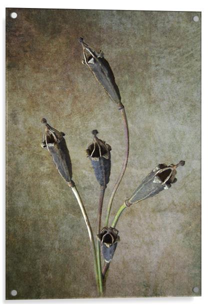 Poppy Seed Cases Acrylic by Debra Kelday