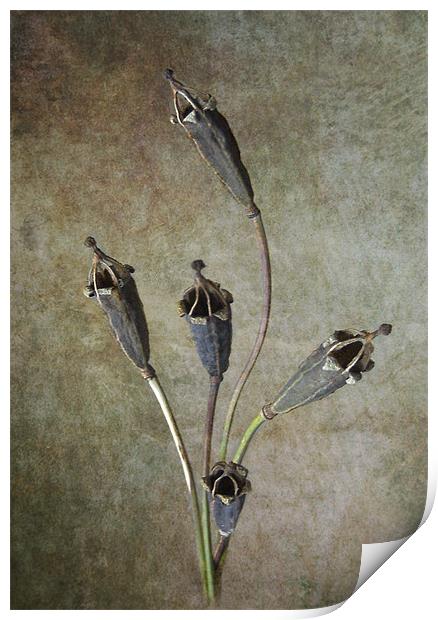 Poppy Seed Cases Print by Debra Kelday