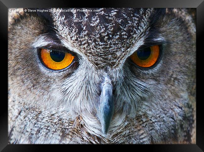 Eagle Owl Eyes Framed Print by Steve Hughes