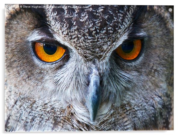 Eagle Owl Eyes Acrylic by Steve Hughes