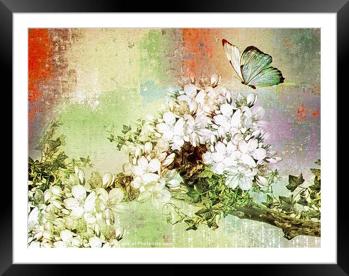 Butterfly Art  Framed Mounted Print by Elaine Manley