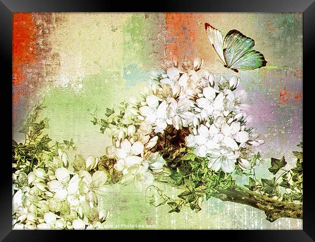 Butterfly Art  Framed Print by Elaine Manley