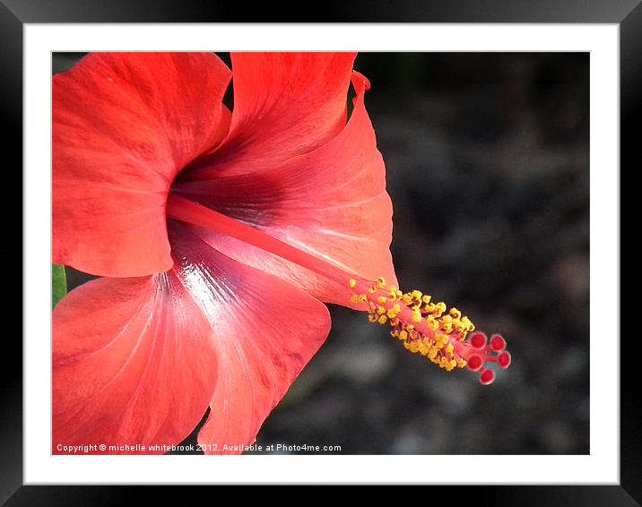 Exotic Flower Framed Mounted Print by michelle whitebrook