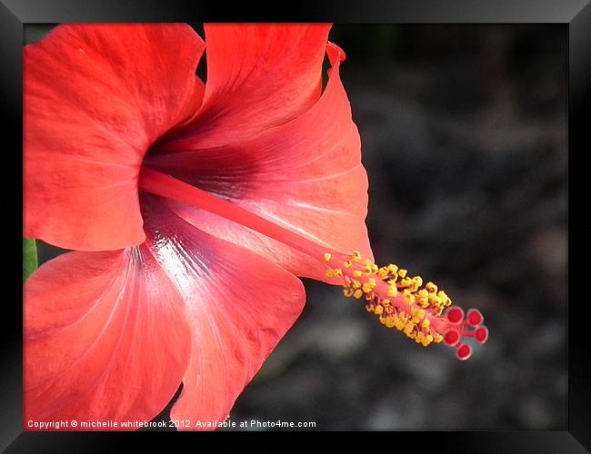 Exotic Flower Framed Print by michelle whitebrook