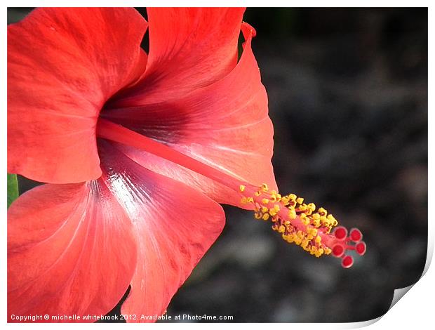 Exotic Flower Print by michelle whitebrook