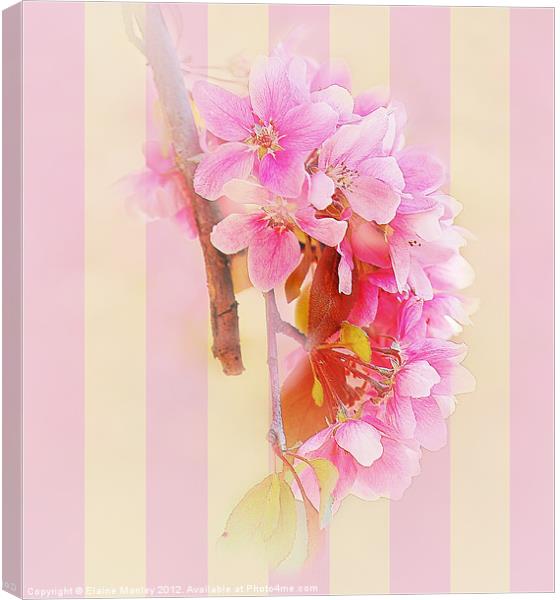 Hanging Spring  Cherry Blossoms ... flower Canvas Print by Elaine Manley