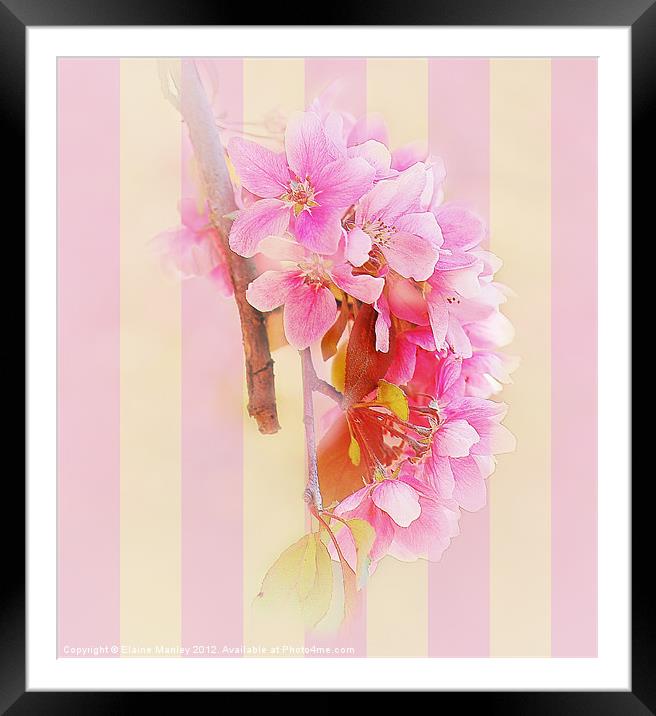 Hanging Spring  Cherry Blossoms ... flower Framed Mounted Print by Elaine Manley