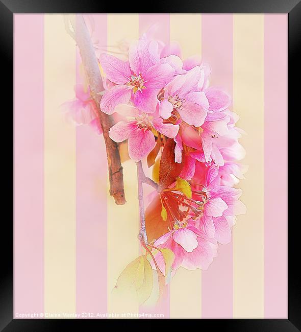 Hanging Spring  Cherry Blossoms ... flower Framed Print by Elaine Manley