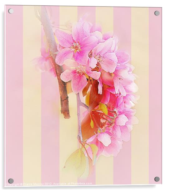 Hanging Spring  Cherry Blossoms ... flower Acrylic by Elaine Manley