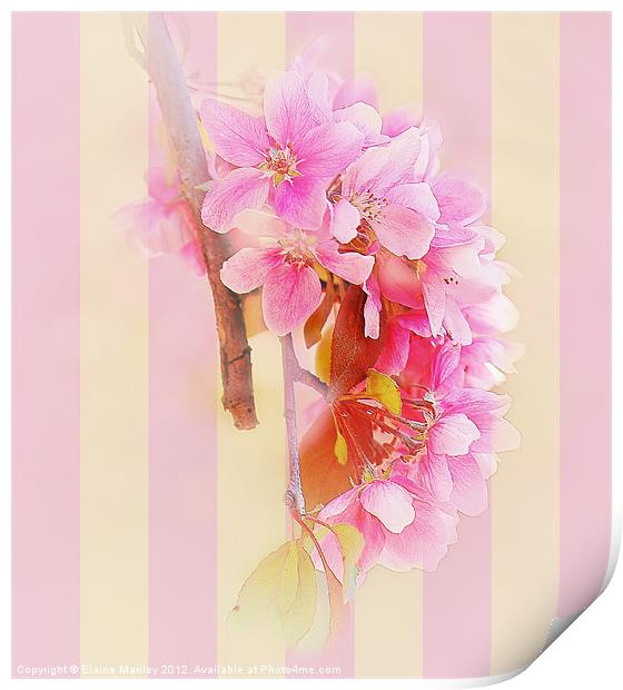 Hanging Spring  Cherry Blossoms ... flower Print by Elaine Manley