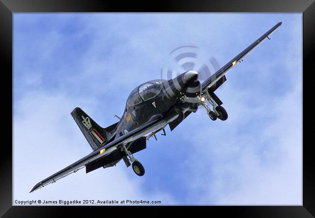 Royal Tucano Framed Print by J Biggadike