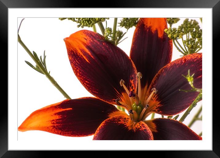 Lily on white Framed Mounted Print by John Boyle